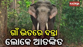 Wild Elephant Creates Havoc In Ghasipura, Locals In Panic Kalinga Tv
