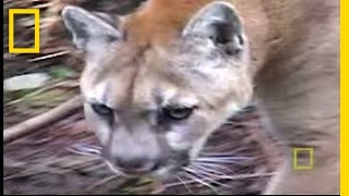 Big Cats: Washington Cougars | National Geographic