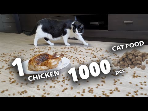 Video: Kaj Je In česa Ni Vključeno V Oznako Cat Food