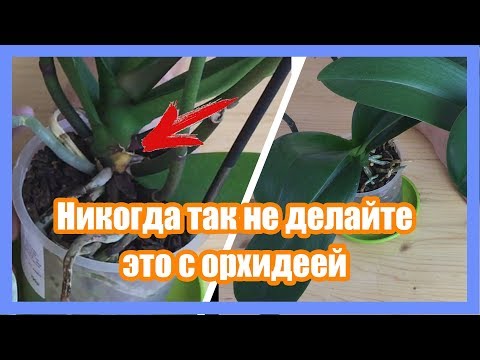 Почему у орхидеи желтеют листья, будем разбираться.