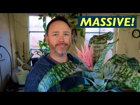 वीडियो: एक कलश के पौधे की देखभाल - कलश के पौधे की जानकारी ब्रोमेलियाड