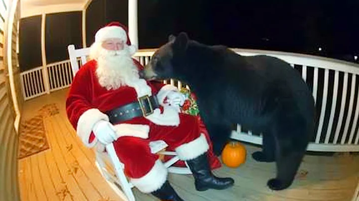 Try Not To Laugh 😂 Funniest Animals & Christmas Reactions 2025 🎄