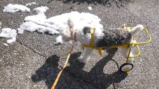 CRAZYDUFFY～新しい靴のお試し♪