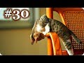Смешные Кошки 2017! (#30) Веселая Видео Подборка! Смешные Животные 2017/