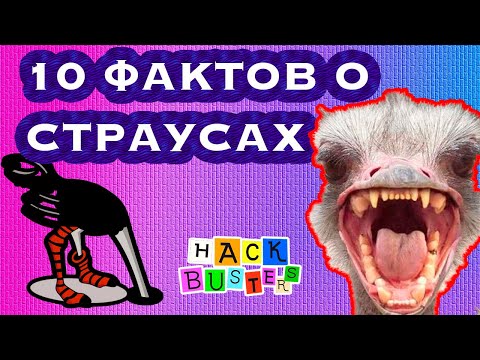 ПОЧЕМУ СТРАУСЫ УБИВАЮТ? ТОП 10 ФАКТОВ