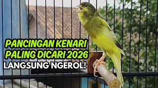Terbukti AMPUH!! Terapi Kenari Macet Bunyi Paling Ampuh 2026 - 3 Hari Bunyi Lagi