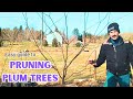 How To Prune A Plum Tree Production And Height Management How To Prune A Plum Tree Production And Height Management