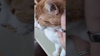 silly Oliver