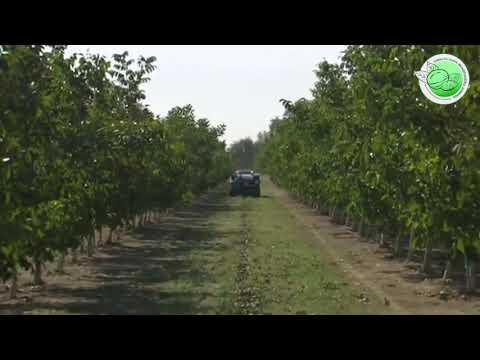 კაკლის მოსავლის აღება და დაპროცესება