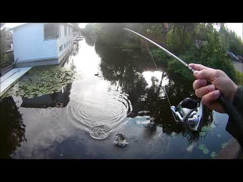 064# Jonge snoek moet nog veel leren