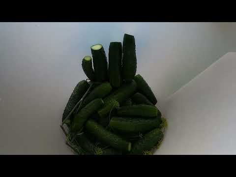 Соленые огурцы холодным способом на зиму, хрустящие огурцы самый лучший рецепт