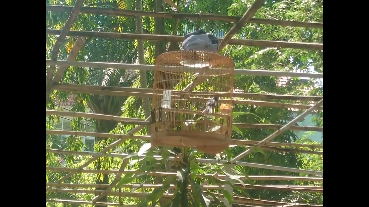 Choè than rừng múa hót chủ nhật 1/2/2026