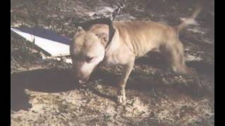 On the Clock- Interview 17 PeeDee Kennels Redboy , Grch Yellow and more