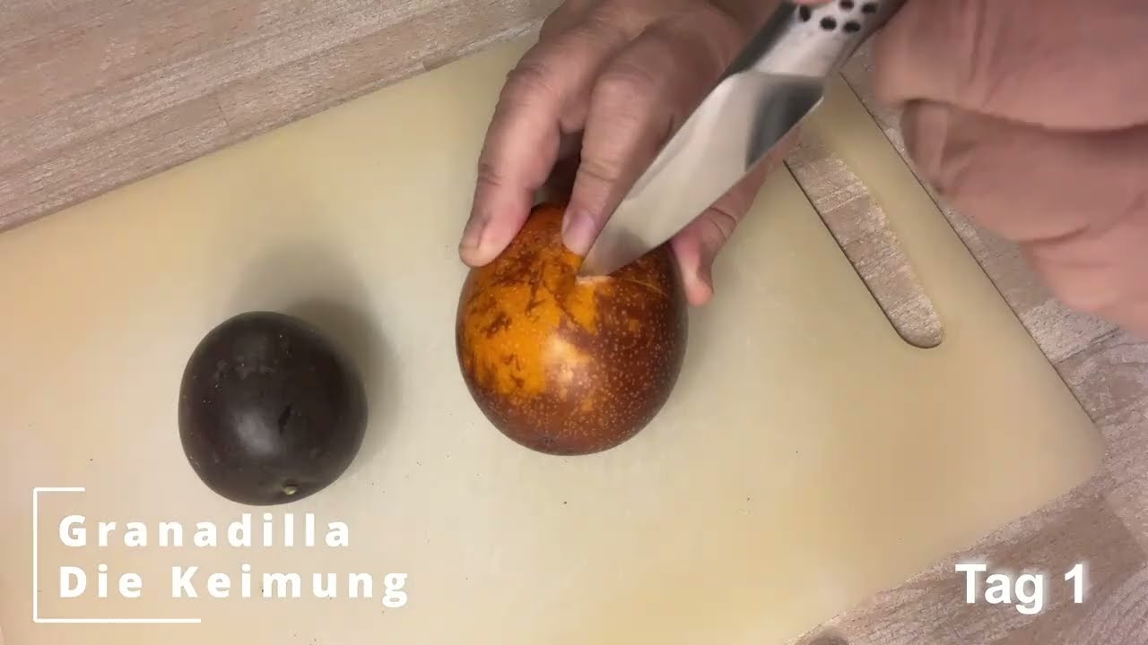 Granadilla von der Frucht zur Pflanze Teil 1