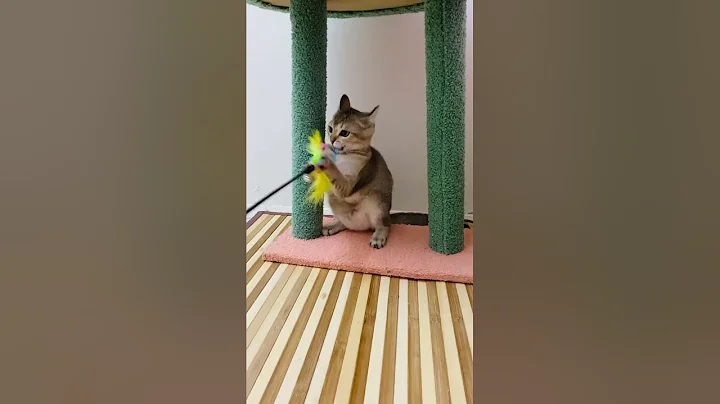 Watch the video about Cute Little Tabby Cat 🥰|| Cute Tabby Funny Kittens ||