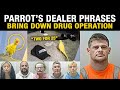 Talking Parrot Brings Down Massive Drug Operation | UK True Crime