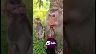 Naughty Monkey Comedy 🐵