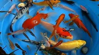 bettafishwhitefish betta koi pleco snail carp fish whitefish angelfish guppy catfish animals video