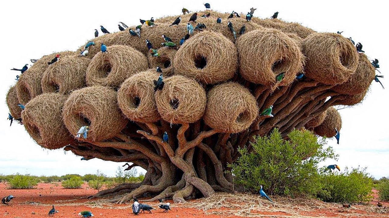 Никто Не Верил, Пока Не Увидел! Это Гнездо Действительно Существует