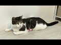 ハチエモン「スクイーズと猫」2026