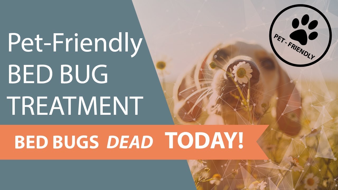 🆕Bed Bug Treatment Edmonton Pet-Friendly Bed Bug Treatment Edmonton New Video