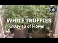 White truffles cannabis grow update day 13 of flower