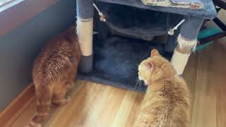 An honest review from two cats: HexBug nano
