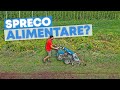 TRINCIO gli ortaggi che NON HO VENDUTO