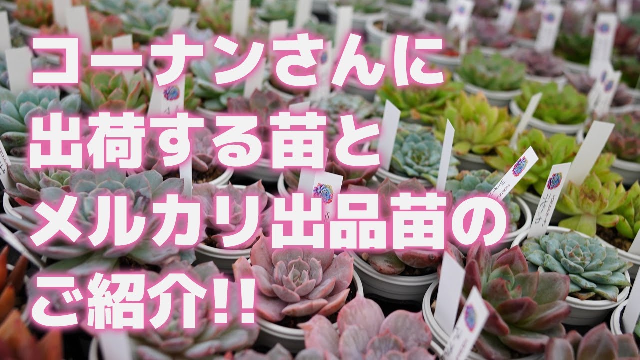 Succulent plants] Introducing seedlings shipped to Konan and