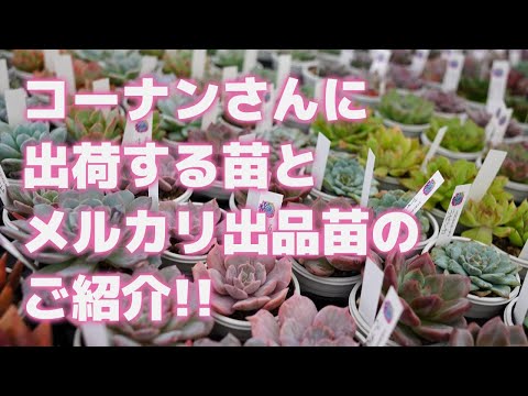 多肉植物19 バニラココ （F2）札付き ポットごとメルカリ便 ②