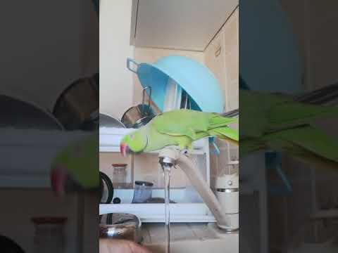 Video: Cum să înveți un parakeet să vorbească