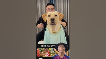 HÀI HƯỚC, Thợ cắt tóc chuyên nghiệp @leosfamilyvn #cuncon #funny #reaction #respect #video