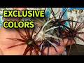 The Hottest New Urchin Colors You Can't Find Yet