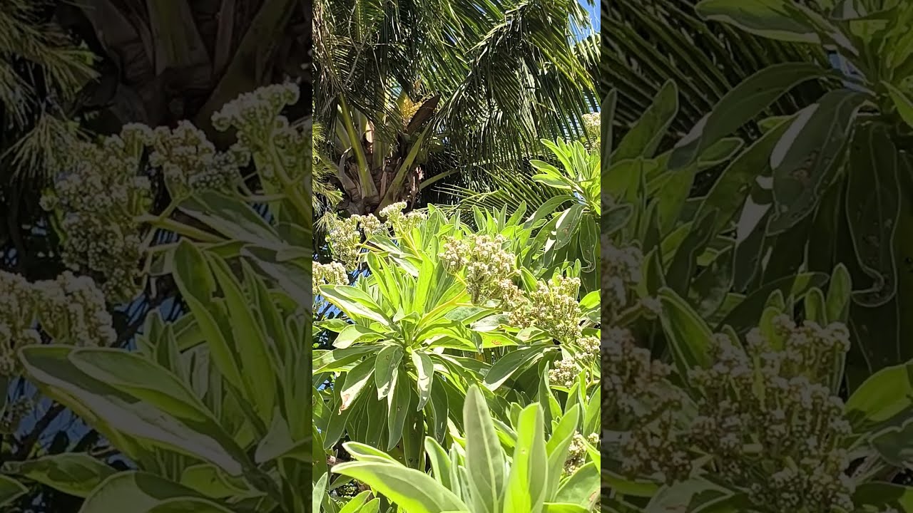 Velvetleaf soldierbush, Heliotropium foertherianum, maurice, mautitius tree