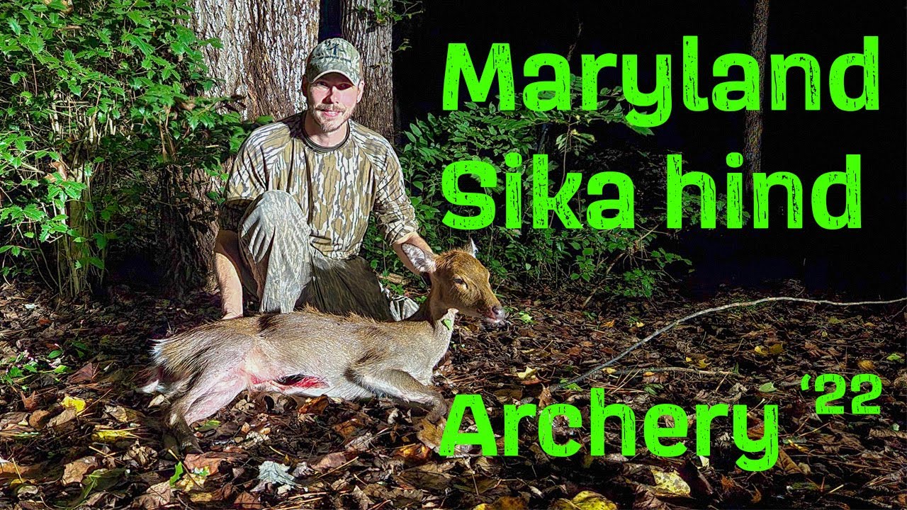 ARCHERY MARYLAND SIKA DEER Late evening hind comes in and gets chased