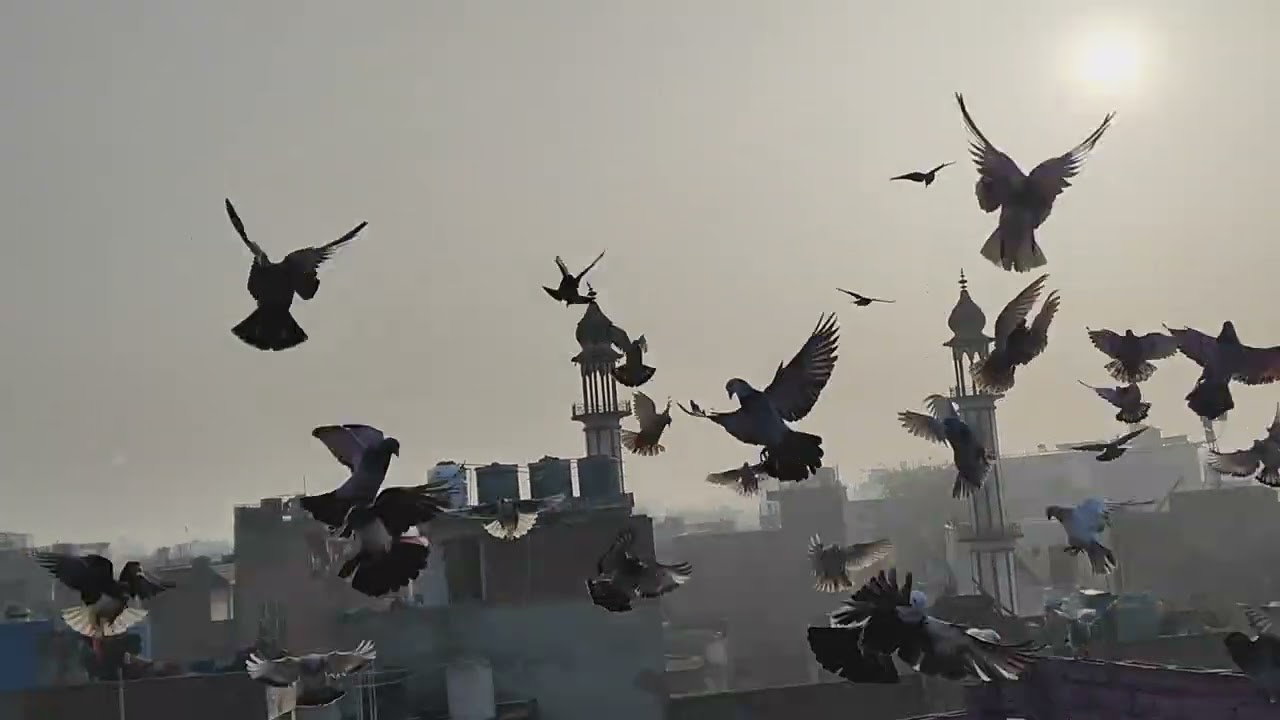 तारिक :- 11-1-2026 आज का शोक (आज नये कबूतर ख़रीदे मार्किट से लास्ट मैं )