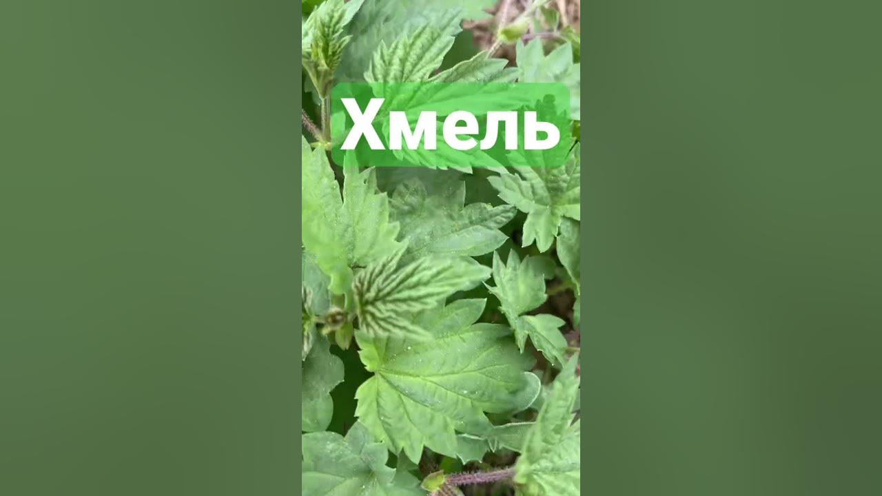 Хмель - YouTube