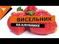 рДЖ 59: Висельник на клубнике. Красивый цвет и ... больше ничего