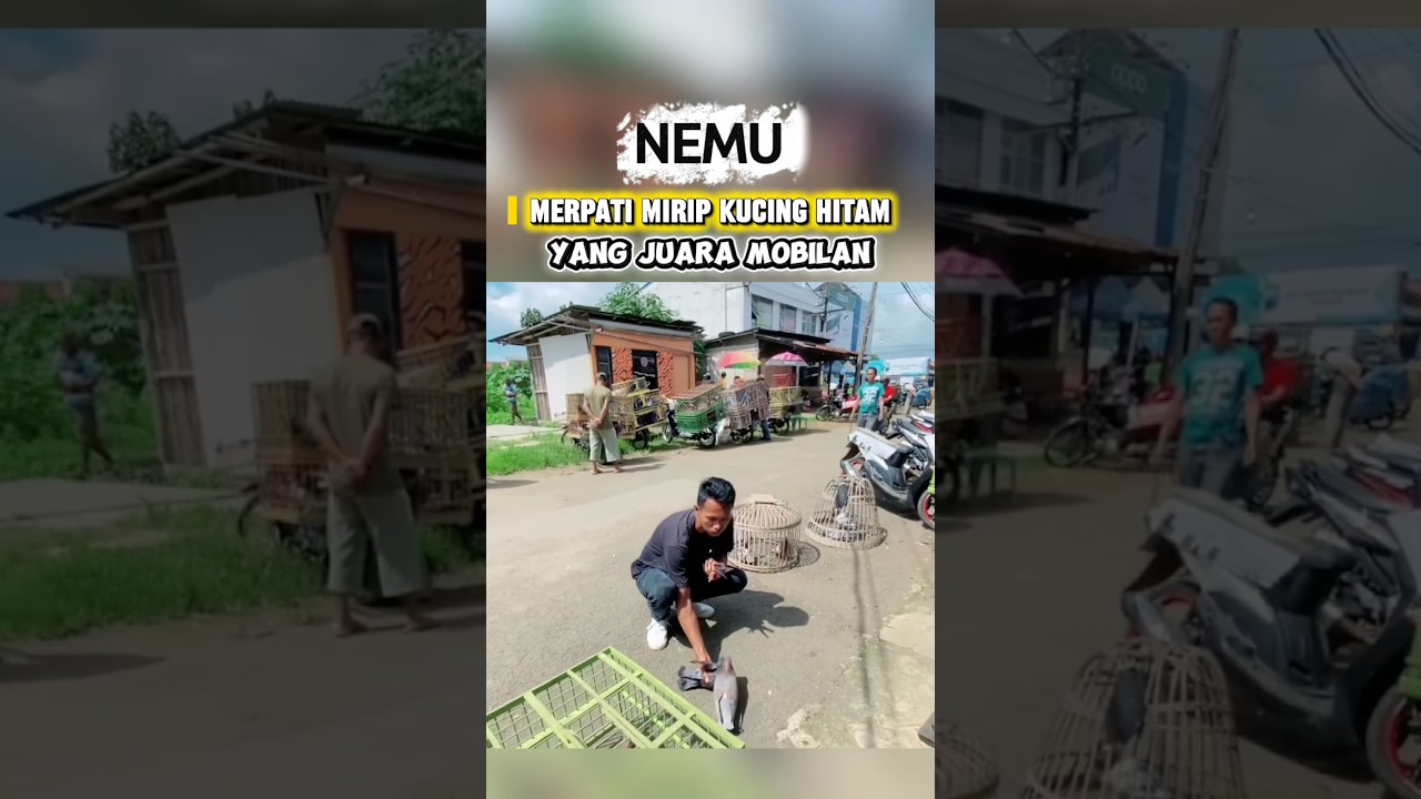Jackpot nih Nemu merpati hitam jambul super kenceng