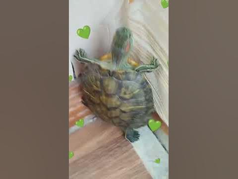 Стенолаз🤩😁🤣😂😅 - YouTube