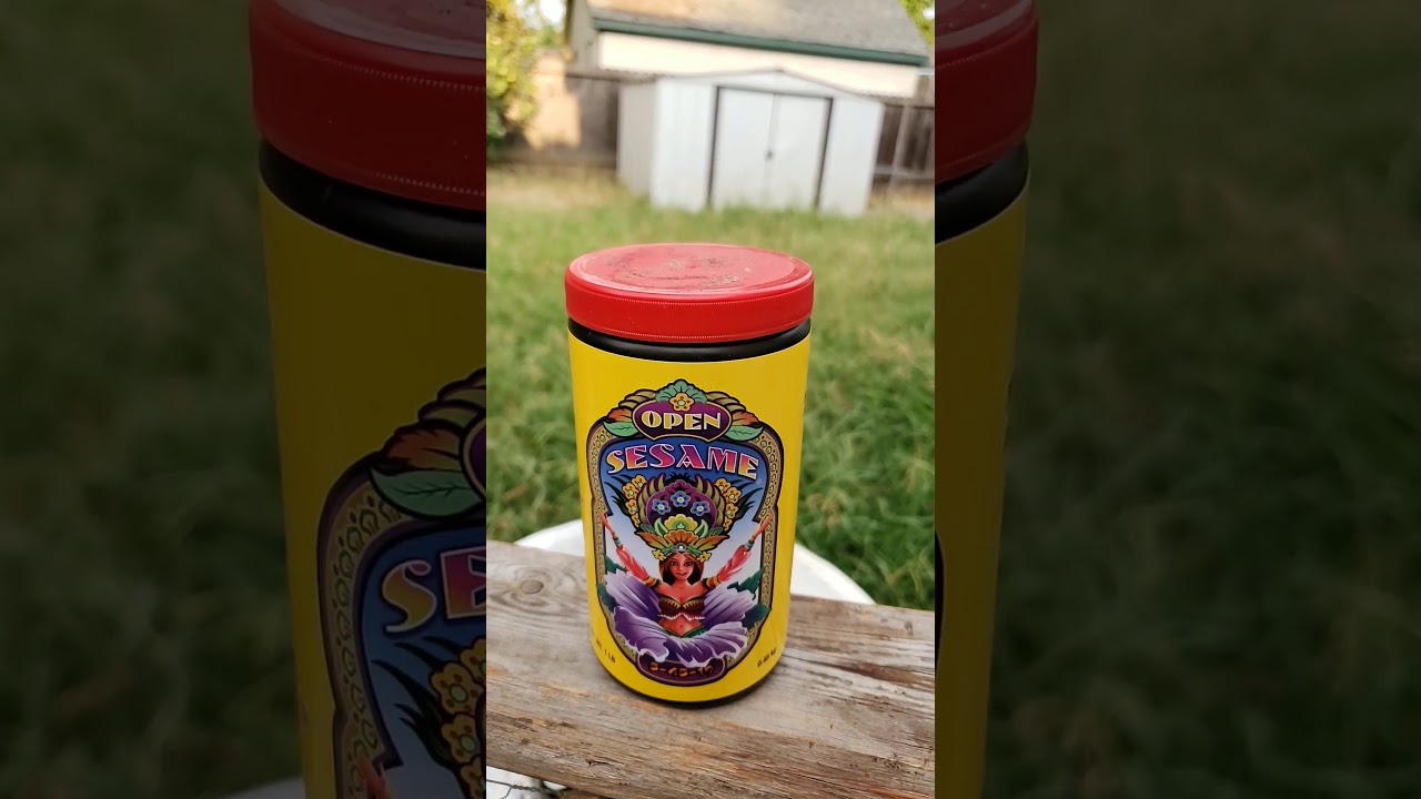 2019 northern California outdoor canabis grow. Flowering and what to do and look for!!