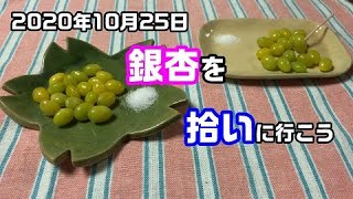 【2020】銀杏(ぎんなん)を拾いに行こう