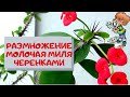 Размножение молочая миля Эуфорбия Миля (Euphorbia speciosa) черенками.Продолжение часть 2-я