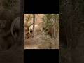 The King of Lions Was Attacked by Four Stray Lions 😱🦁 #trending #shortvideo