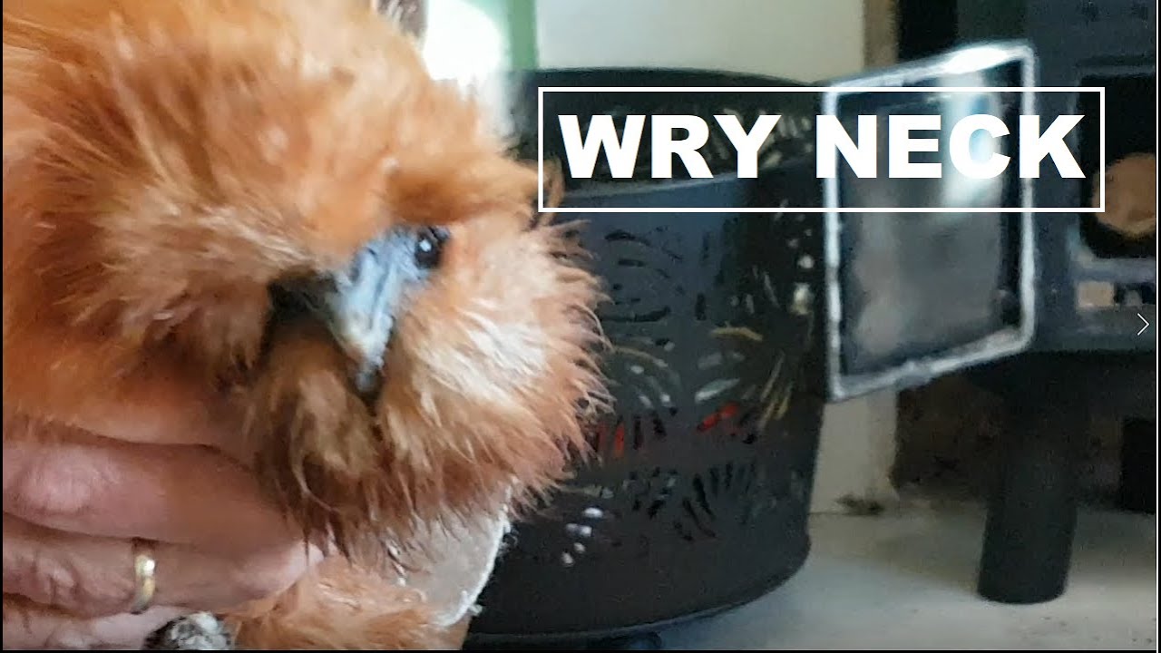 🐔 Wry Neck treating Ginger with Vitamin E & Selenium wryneck 