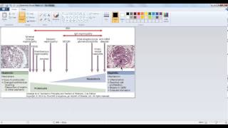 Copy Picture From CHM File