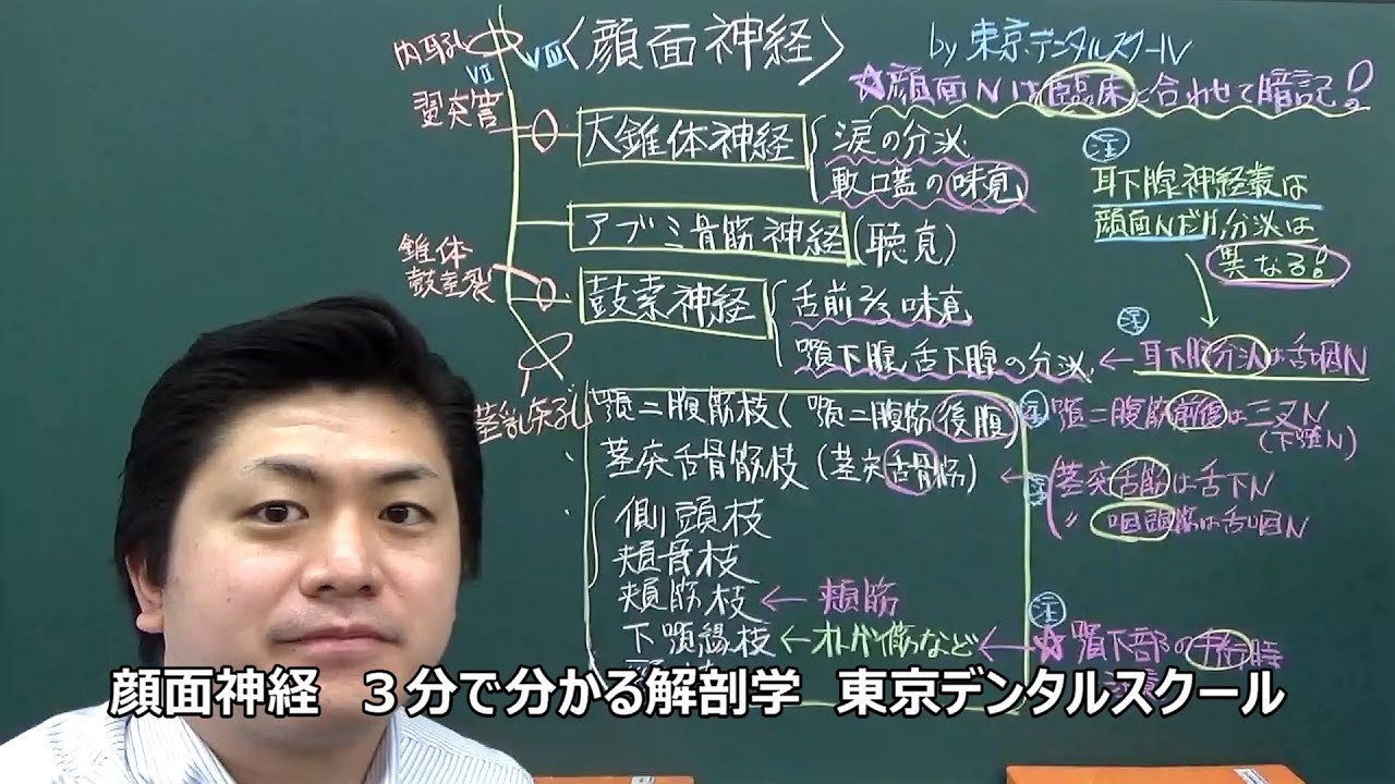 顔面神経　３分で分かる解剖学
