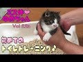 【子猫 成長記録 22a】子猫に初めてのトイレトレーニング【cute kitten 22a】