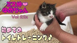 【子猫 成長記録 22a】子猫に初めてのトイレトレーニング【cute Kitten 22a】 【子猫 成長記録 22a】子猫に初めてのトイレトレーニング【cute Kitten 22a】