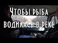 ЧТОБЫ РЫБА ВОДИЛАСЬ В РЕКЕ. ТАЕЖНЫЙ, ЗОЛОТОНОСНЫЙ ГИЛЮЙ